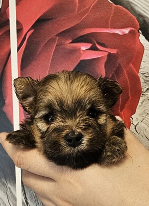 Welpen Yorkipoms Pomeranian Zwergspitz Yorkshire Terrier 
