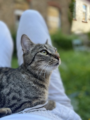 Zwei Katzen abzugeben 