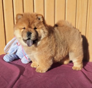 Chow-Chow Welpen