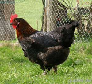 Französische Marans Hennen 