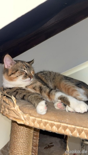 Katzen Geschwister 