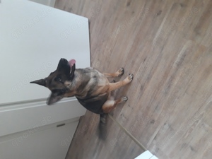 Verkaufe Schäferhund-Mali hündin