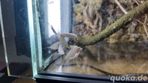 Verschiedene Mantiden 