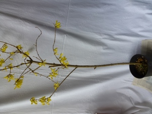 Forsythien - Blühbeginn
