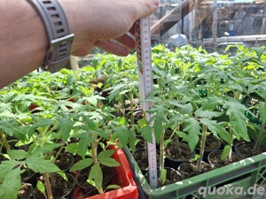 Tomatenpflanzen 
