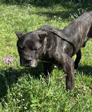 Der gutmütige Cane Corso Jack sucht Menschen mit großem Herz
