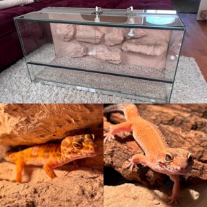 2 Leopardgecko-Weibchen + Terrarium & Diverses Zubehör