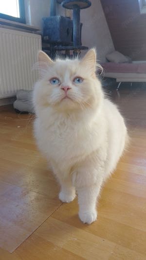 2 Wunderschöne Kater suchen ihr neues Zuhause 