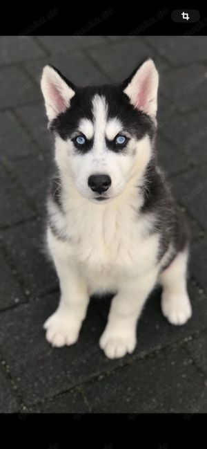Siberian Husky Welpen Weiblich 