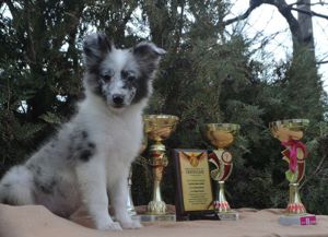 Sheltie-Welpen mit FCI-Dokumenten 