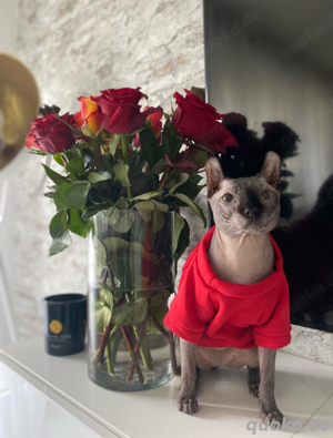 Elf Sphynx Deckkater 