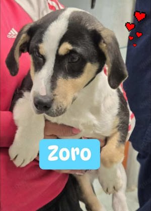 Zoro - bereit für sein erstes Zuhause 