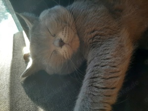 Liebevoller Kater abzugeben