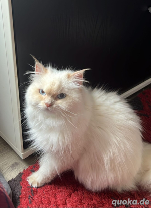 Ragdolkatze sucht ihre neue Zuhause