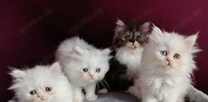 Süße kleine Baby Katzen zu verkaufen alles.sind weibchen