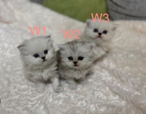 Baby Katzen zu verkaufen Perser katzen
