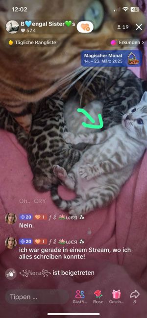 Bezaubernde Bengalkitten in Snow und Brown mit Stammbaum  Bild 7