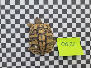 Griechische Landschildkröte, Testudo hermanni beottgerie THB, Schlupfjahr 2022