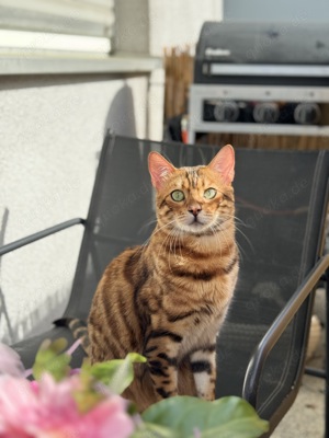Schweren Herzens muss ich meine beiden geliebten Bengalkatzen abgeben.