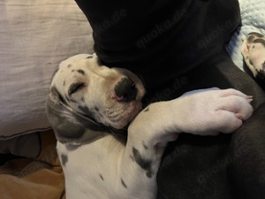 Deutsche Dogge Welpen suchen ihr Zuhause