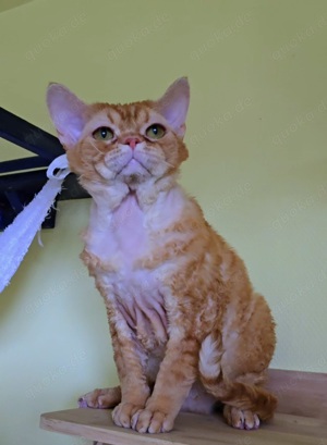 Junger Prinz Veron sucht ein neues liebevolles Zuhause!