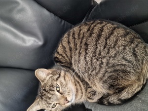Ein Kater 