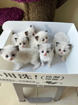 Wunderschöne Ragdoll-Kätzchen