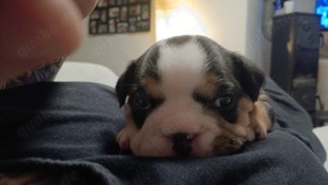 English Bulldogg welpen weibchen sucht ab 4.4.25 noch ein Zuhause auf Lebenszeit