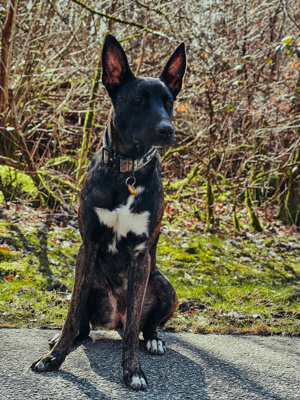 Herder Hündin sucht neues Zuhause 