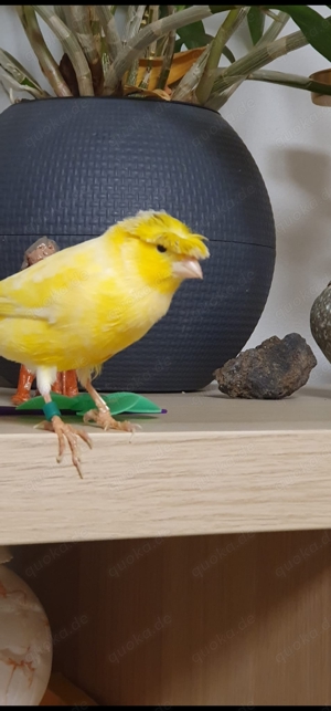 Kanarienvogel Popcorn sucht neues Zuhause 