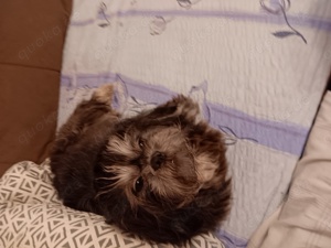 Reinrassiger shih-tzu Rüde sucht ein neues Zuhause 