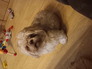 Louis sucht ein liebes volles Zuhause 