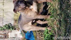 American Bully  Brindle 