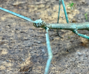 Blaue Annam-Stabschrecken, Medauroidea extradentata "blue", Phasmiden, Wirbellose, Schrecken, Terra Bild 3