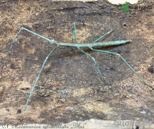 Blaue Annam-Stabschrecken, Medauroidea extradentata "blue", Phasmiden, Wirbellose, Schrecken, Terra Bild 4