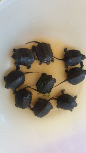 Europäische Sumpfschildkröten   Emys orbicularis