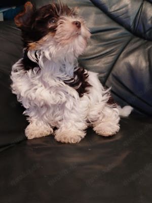 Biewer Yorkshire Terrier Welpen 