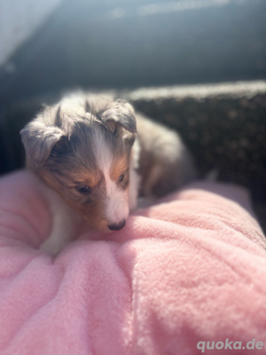 Sheltie reinrassig suchen DICH