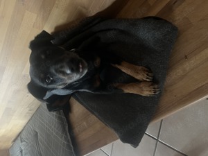 Deutscher Jagdterrier  Rüde