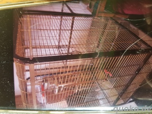 voli re zum abgeben  Bild 4