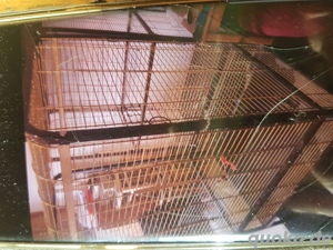 voli re zum abgeben  Bild 3