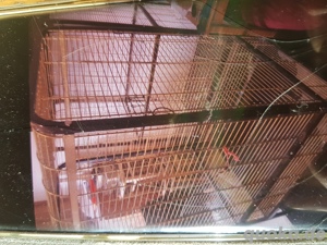 voli re zum abgeben  Bild 2