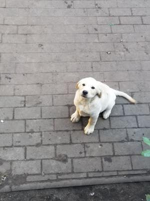 Hundewelpen ab sofort zum Abgeben