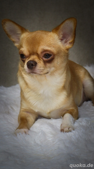 Wunderschöner Chihuahua Rüde mit Papieren 