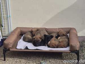 Schäferhund-Mischlingswelpen 
