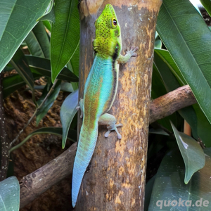 3,0 Phelsuma klemmeri abzugeben (eigene Nachzucht)