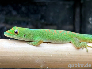 1,0 Phelsuma pasteuri abzugeben (eigene Nachzucht)