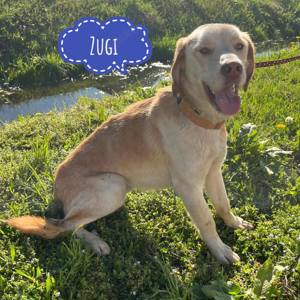 Zugi, süsser Labrador Mischling