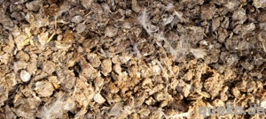 Tauben Kaninchenmist als Dünger für Gemüse Blumenbeete anzugeben 