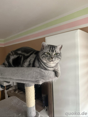 Wunderschöner Britisch Kurzhaar Kater (2 Jahre) sucht ein liebevolles Zuhause
